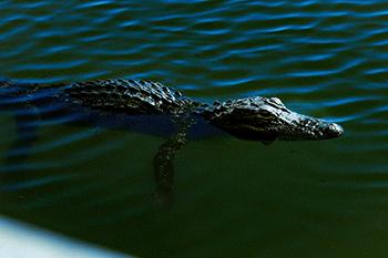 Gainesville Homeowners Insurance Quotes